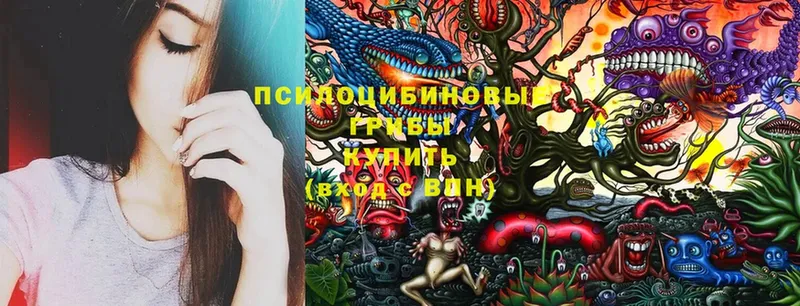 darknet формула  Белокуриха  Галлюциногенные грибы Psilocybine cubensis 